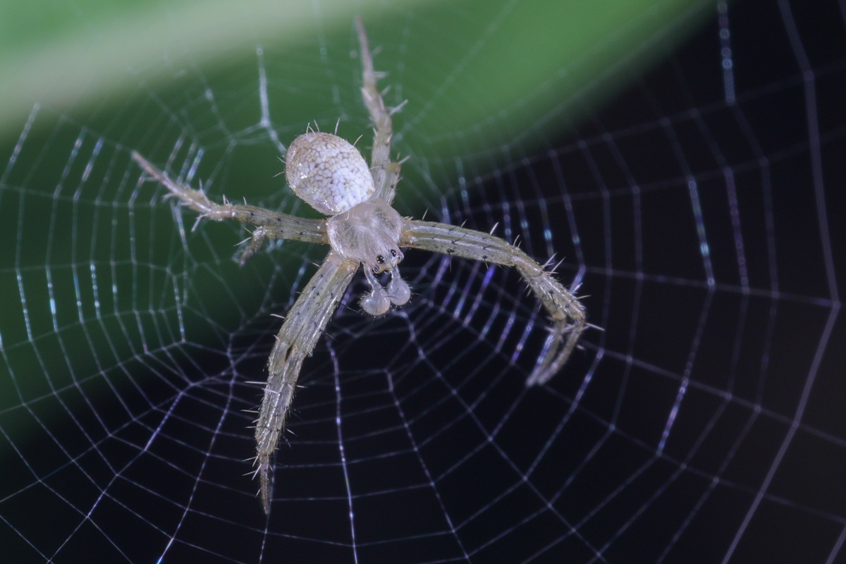 长圆金蛛 - 拂袖转身 - 图虫