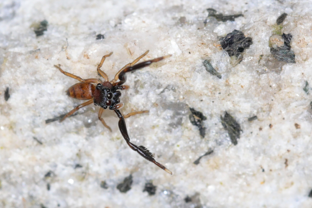 小的可怜巨刺布氏蛛