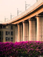 城中村、铁路桥与三角梅
