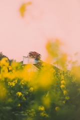 石门国家森林公园的油菜花