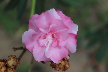 荣枯