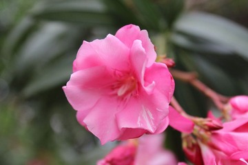 夏