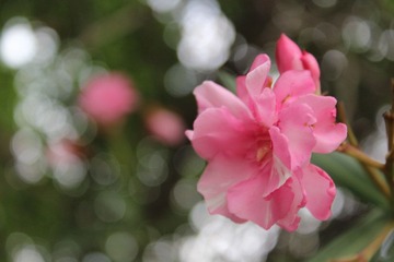 春