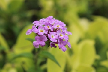 仰望