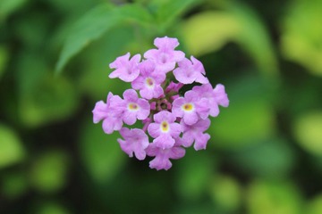 八方簇