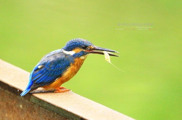 IMG_0728A