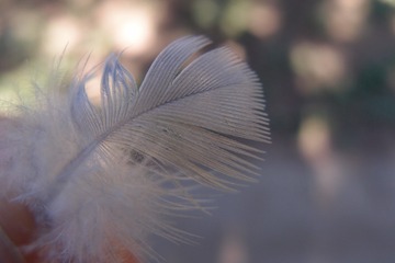 PA070115