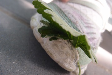PA070126