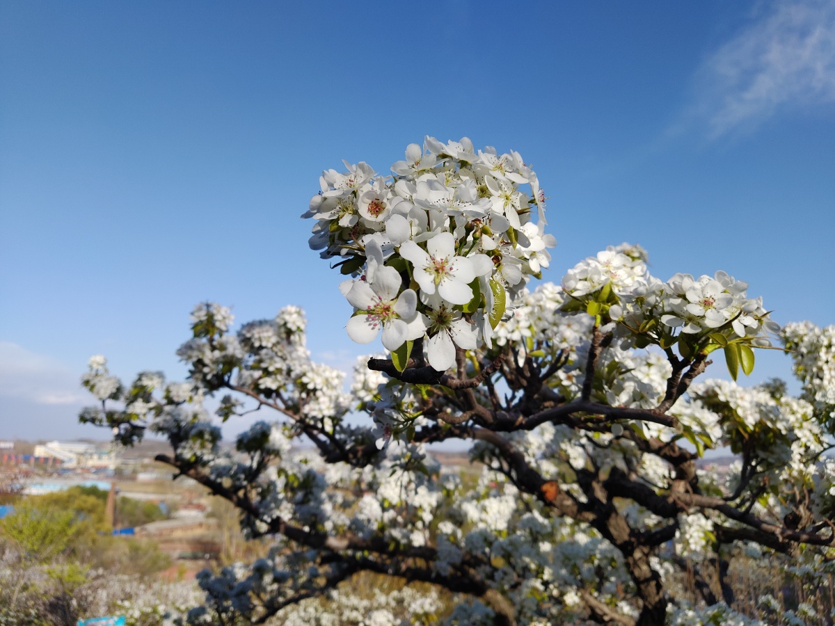 海城梨花雪