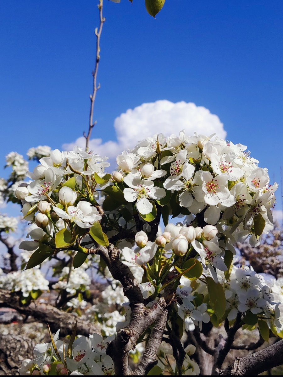 海城梨花