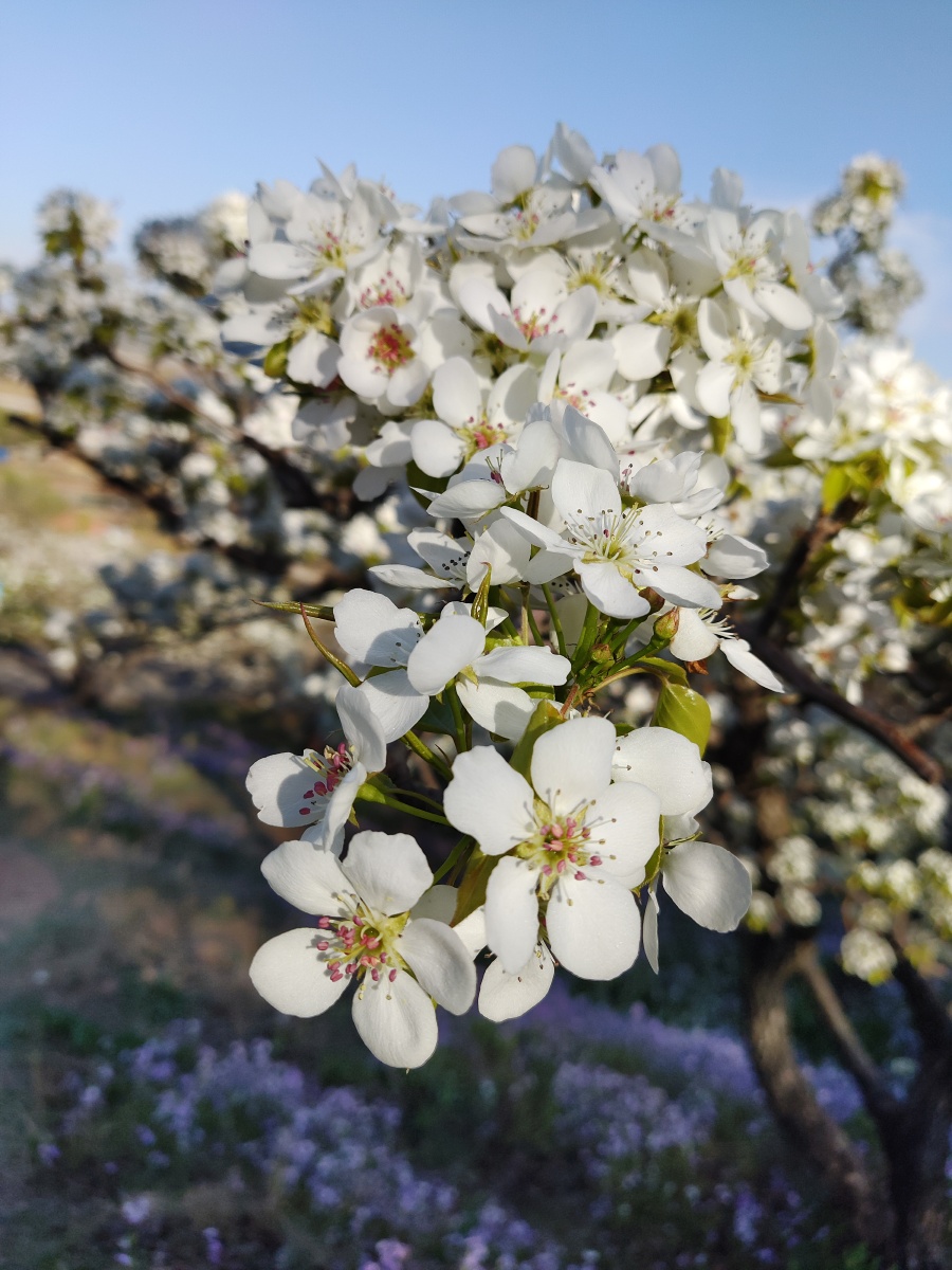 海城梨花雪