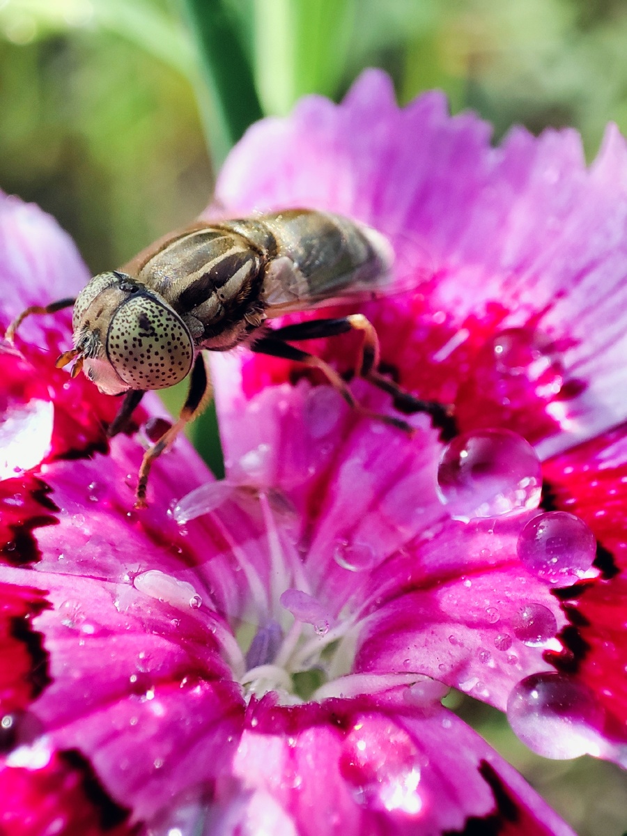 虫蚁- 大摄哥儿 - 图虫