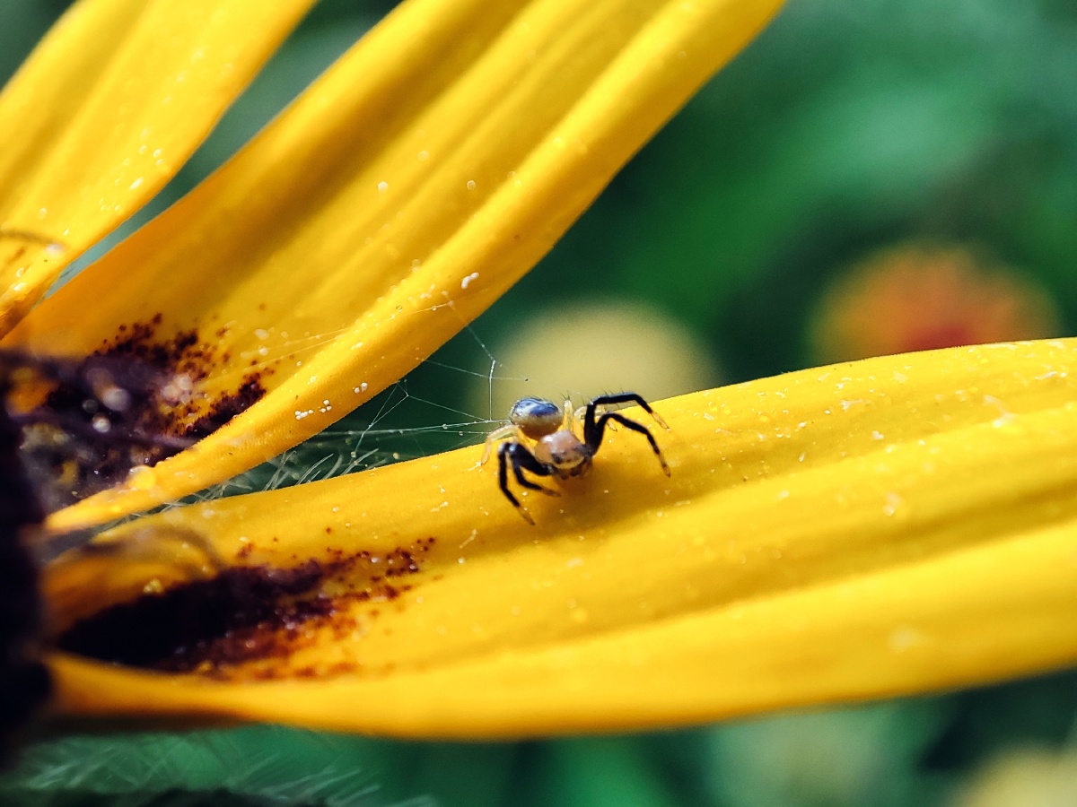 虫蚁- 大摄哥儿 - 图虫