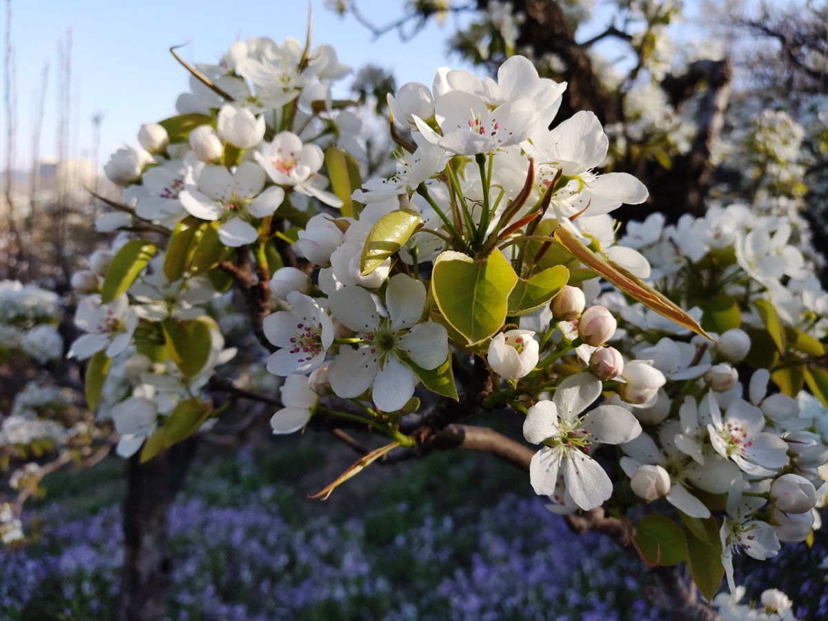 海城梨花
