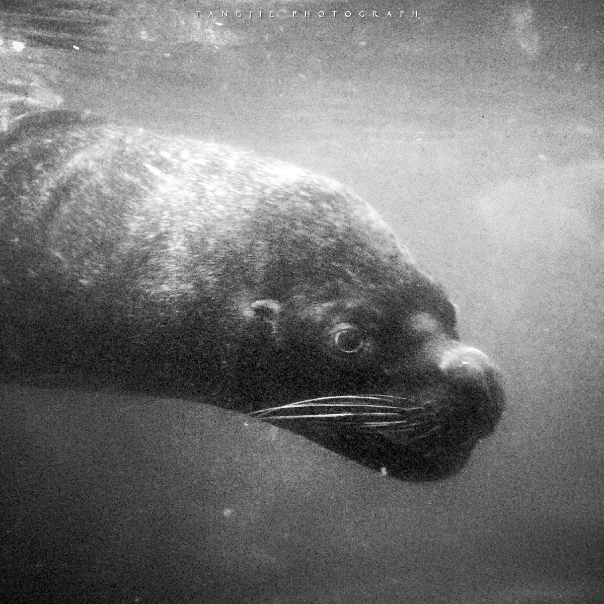 我看过沙漠下暴雨,看过大海亲吻鲨鱼,没看过你.