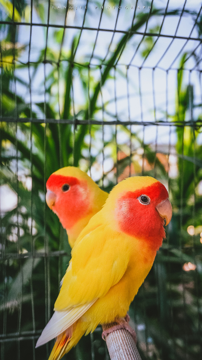 威海野生动物园,一对鹦鹉摆成心形.