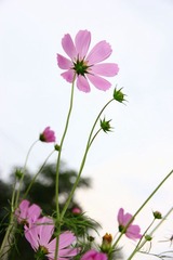 那些花儿