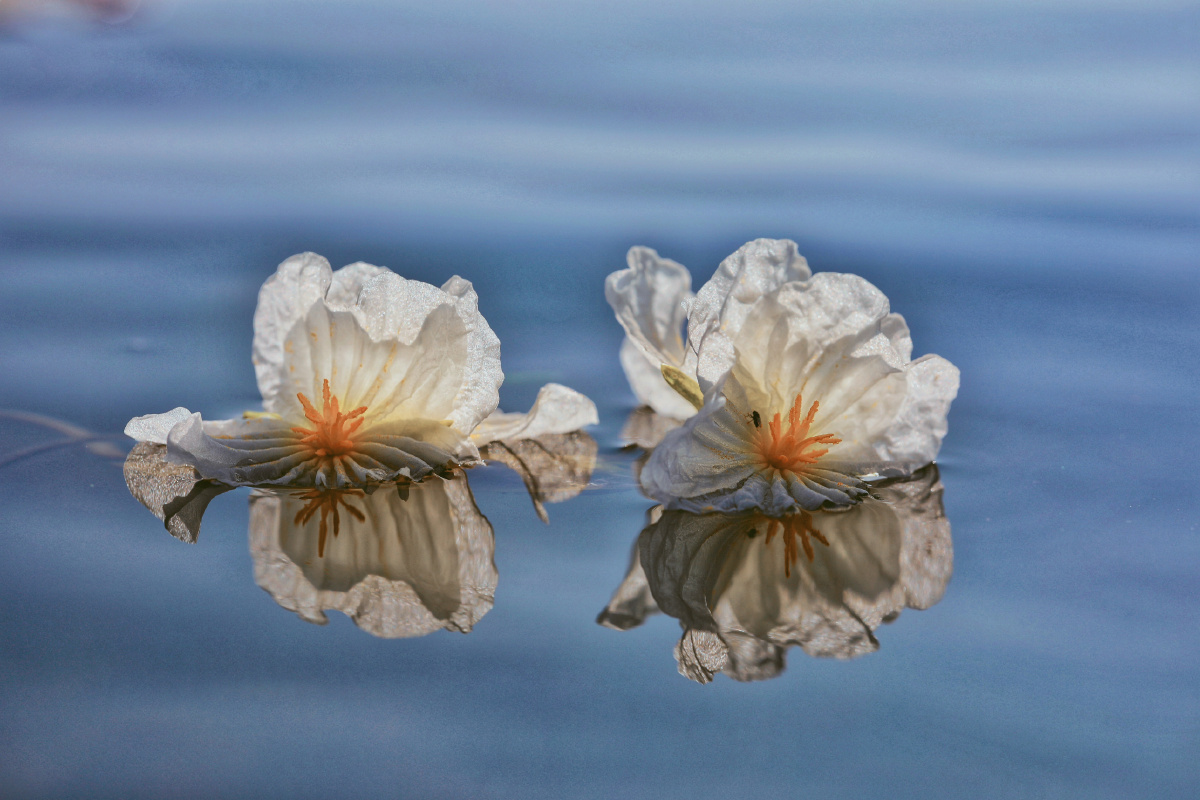 洱海之花海菜花开