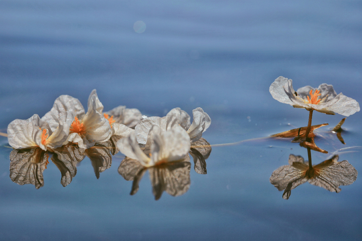 洱海之花,海菜花开! - 大理爱摄影的东子 - 图虫