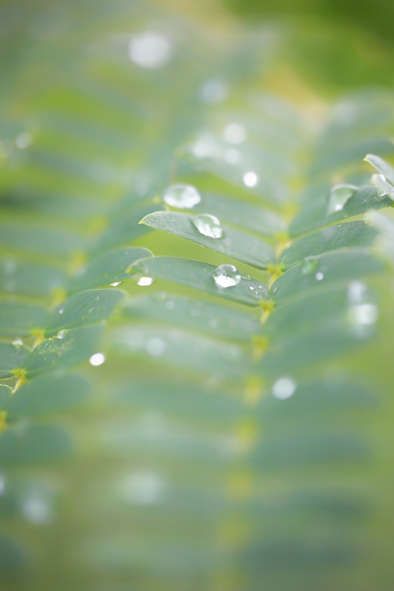 细雨润物