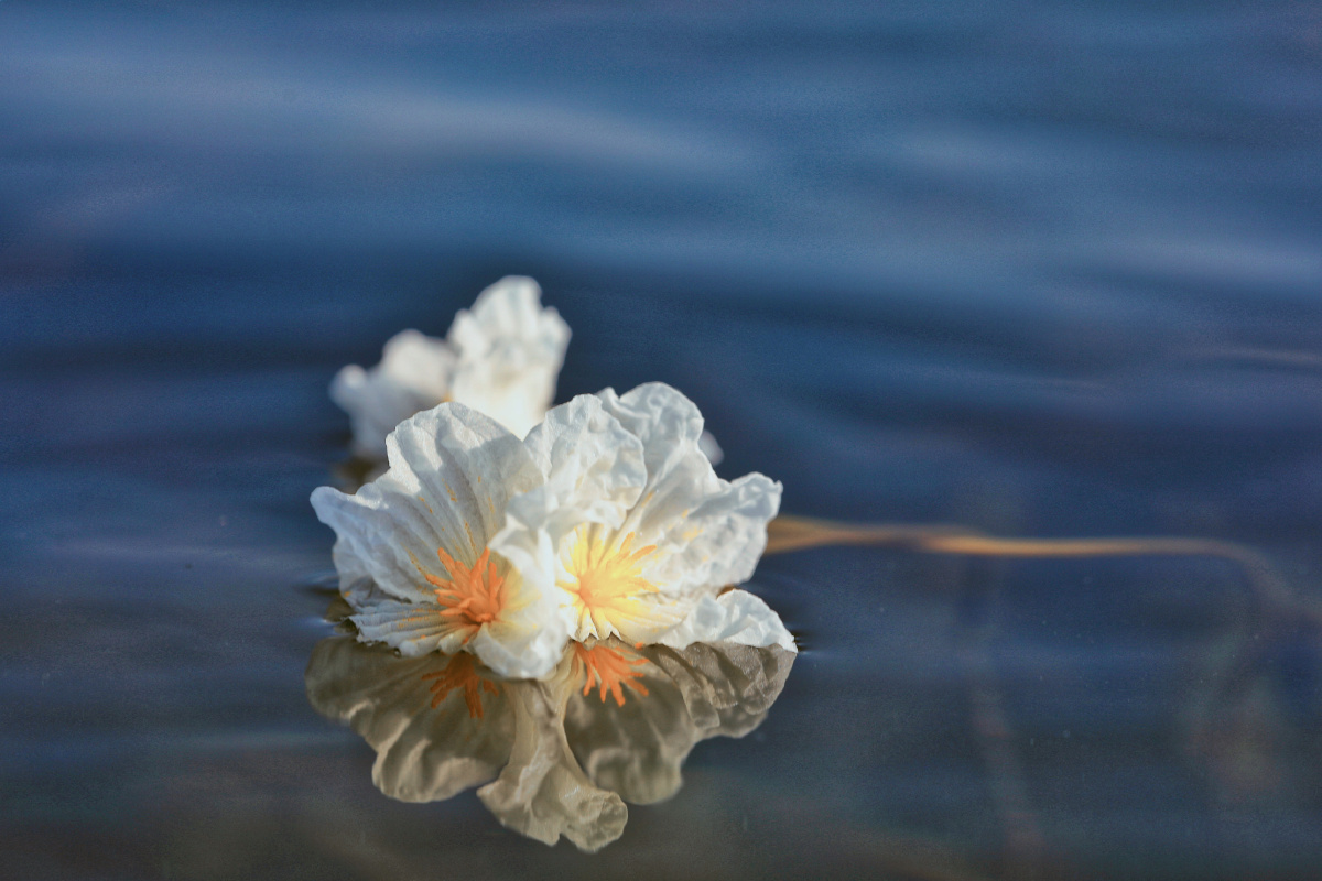 洱海之花,海菜花开! - 大理爱摄影的东子 - 图虫