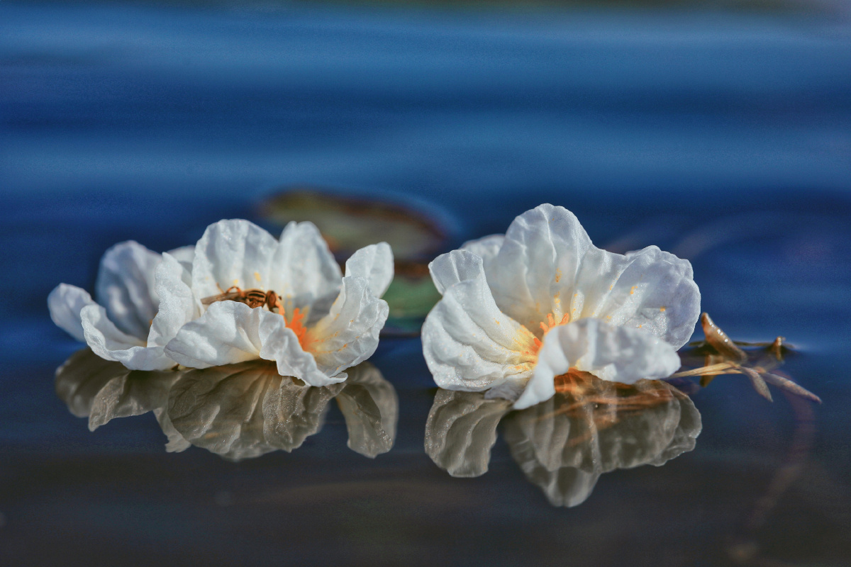 洱海之花海菜花开