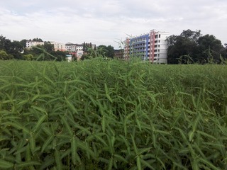 586204