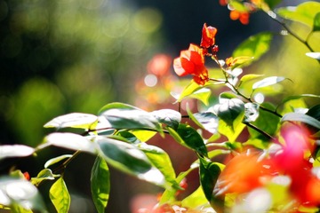 角花一期