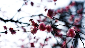 蜂花一会