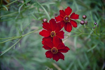 波斯菊