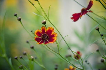 波斯菊
