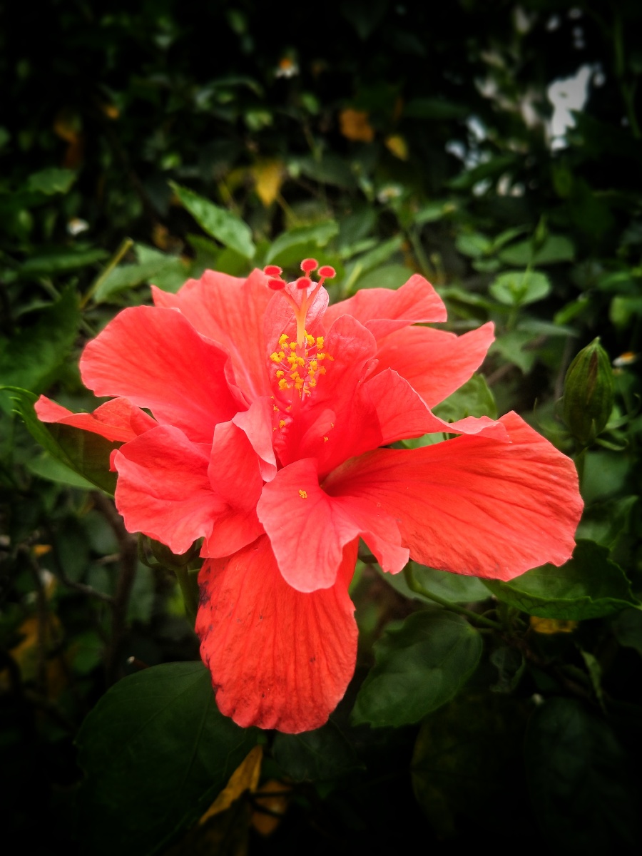 听说可以吸到甜甜的花汁【朱槿】 - 若水知情 - 图虫