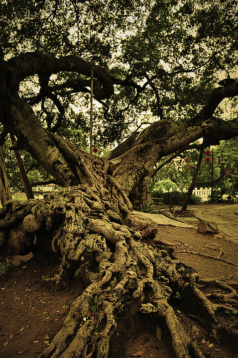 百年树人 br /> 这棵榕树,有一百多年了.树干树根,都沉淀着沧桑.