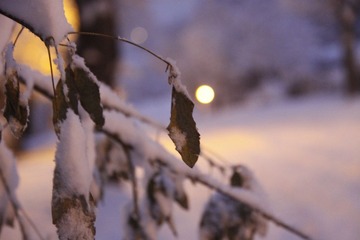 冬天雪景
