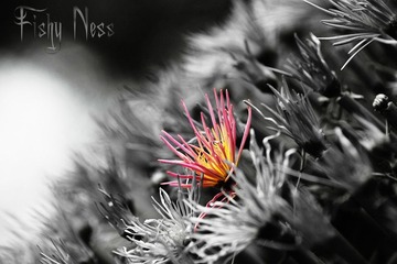 粉色小菊花~