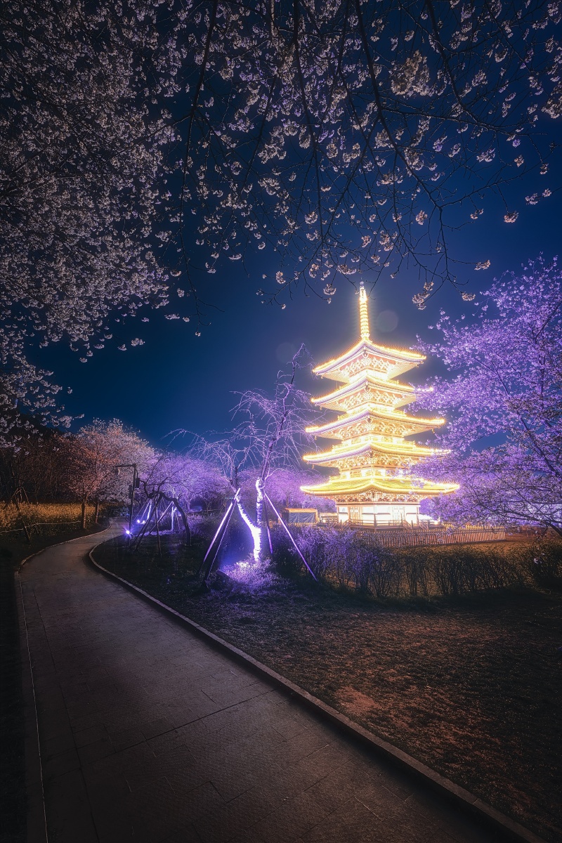 武汉东湖樱花园夜景 - 节节高369 - 图虫