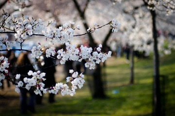 @2011 National Cherry Blossom Festival, DC