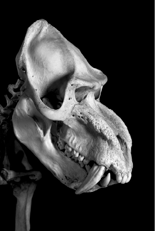 骨骼摄影的魅力