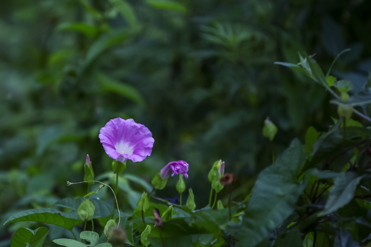 夕颜花俗称喇叭花