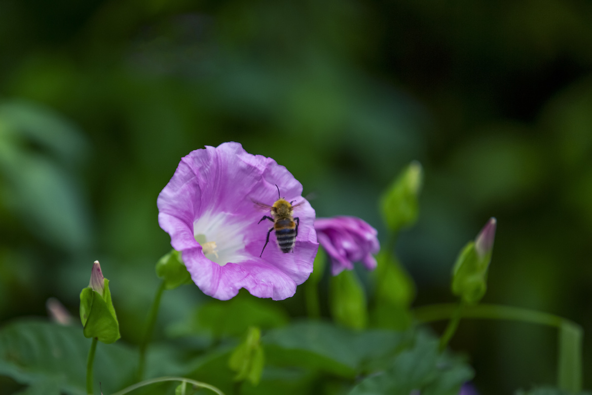 夕颜花俗称喇叭花