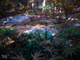 20150410-P1090016