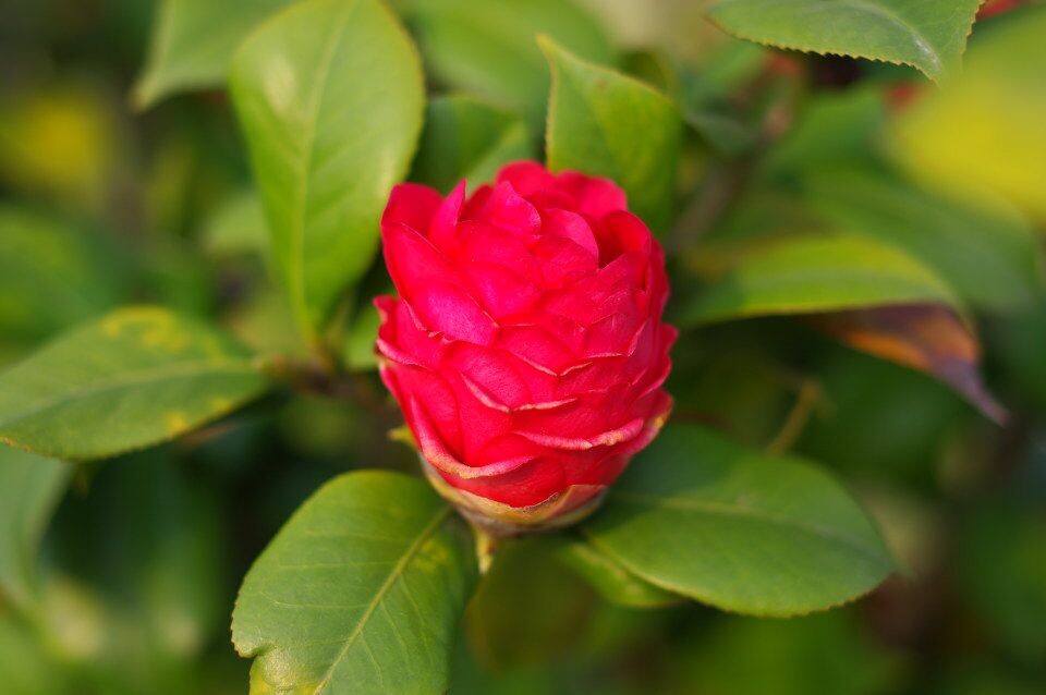山茶花<br />
