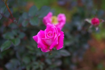 美丽的月季花