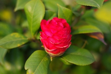 山茶花