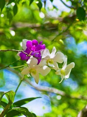 树稍的兰花