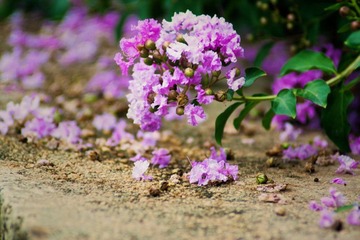 落花