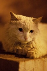 楼下新出现的流浪猫