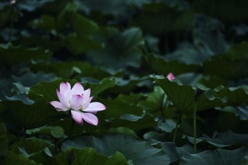 沉