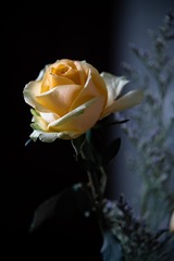 F8931C21-BF11-4F3E-8FFC-31485F160EBD/L0/001