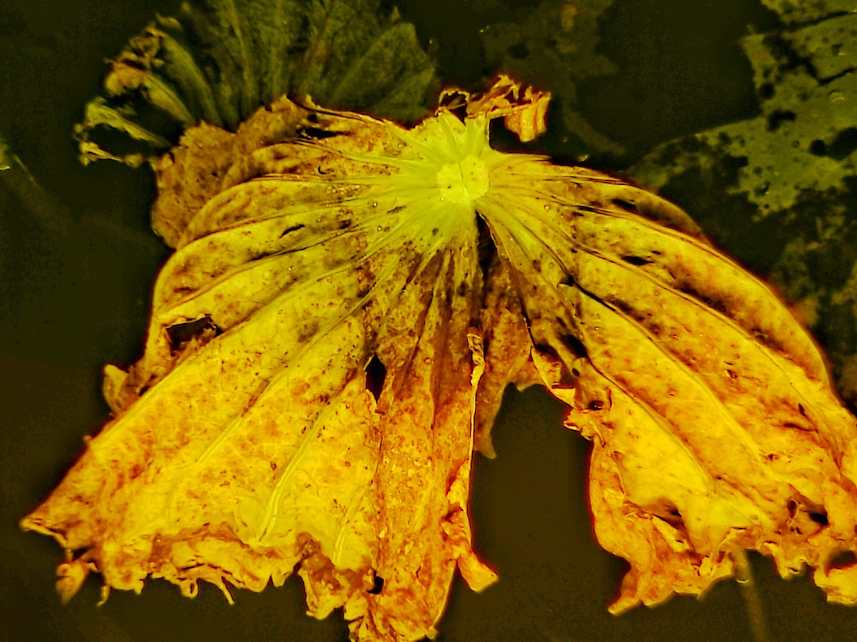 残荷61凤舞扇夜晚的灯光下枯残的荷叶呈现出奇异的造型和光彩